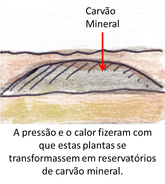 A pressão e o calor fizeram com que estas plantas se transformassem em reservatórios de carvão mineral
