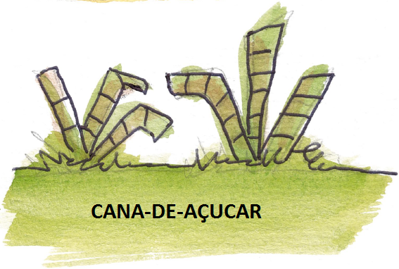 Cana de açucar em aquarela