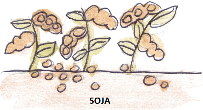 Soja em aquarela